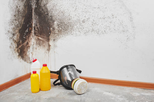 Best Black Mold Remediation in Stratford, TX