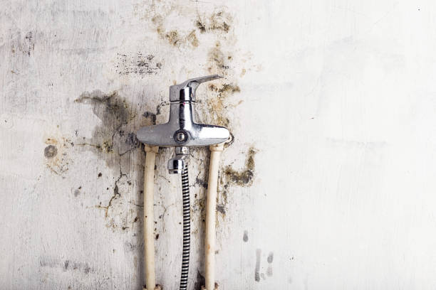 Best Basement Mold Remediation in Stratford, TX