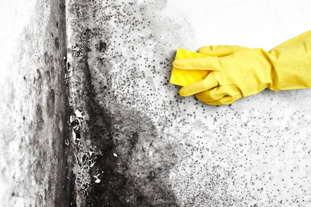 Best Industrial Mold Remediation in Stratford, TX