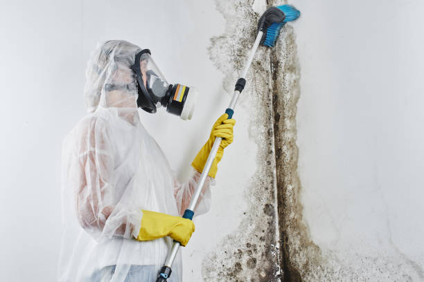 Best Post-Flood Mold Remediation in Stratford, TX