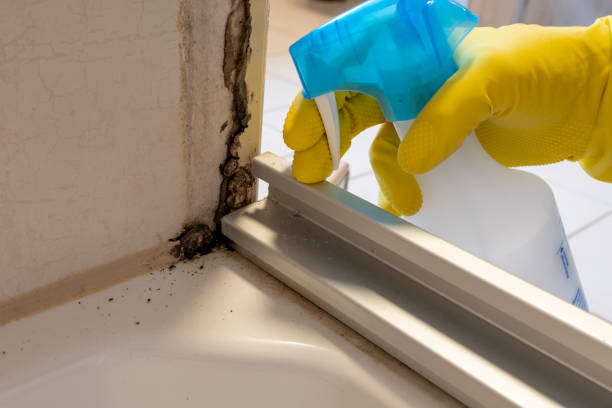 Professional Mold Remediation in Stratford, TX